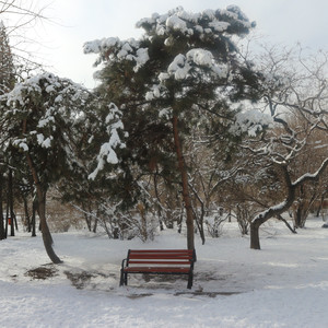 镜中雪