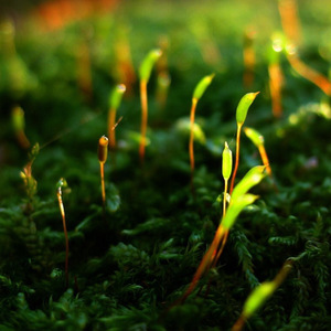 天下宝藏(冯凯词曲唱)