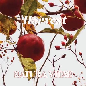 Harvest (feat. Luis Canción)