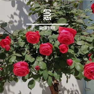 你看院里开了花 伴奏