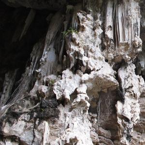 Trophic Cascade