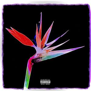 Birds of Paradise (feat. Twenti)