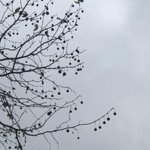 感冒治不好（6）