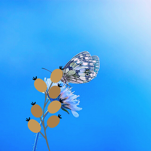 Computational Dictations