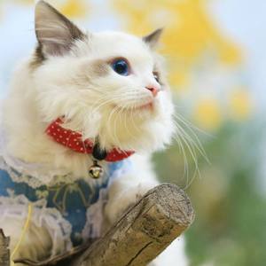 笑傲（楚留香手游同人）