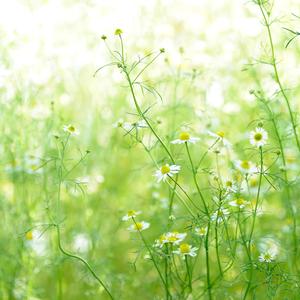 思维的清泉涌动（钢片琴）