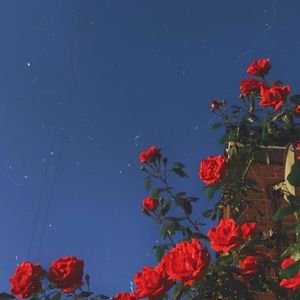 阿拉斯加海湾 云里