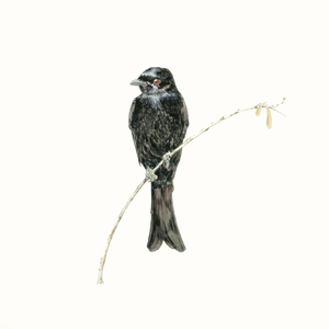Drongo