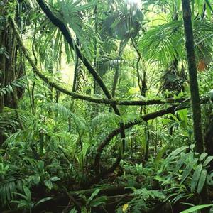 laurisilva-DJ SUN-(Original music)