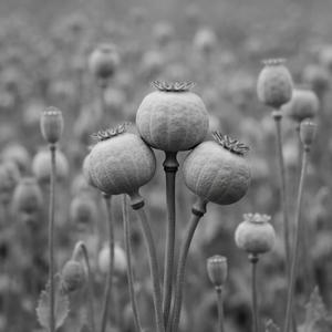 Somniferum