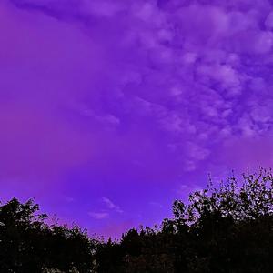 Blue Heron M.B’s Mix