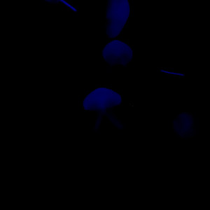 Haumea