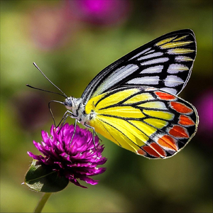 Inching Along with the Inchworm