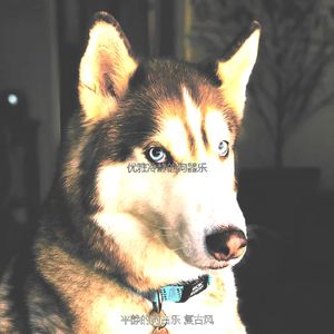 一尘不染小狗印象数