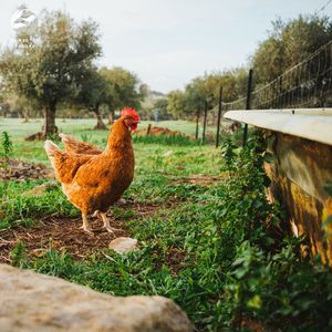 Lilting Refrain of the Birds in the Countryside Morning