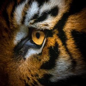 起风了（翻自 高橋優）