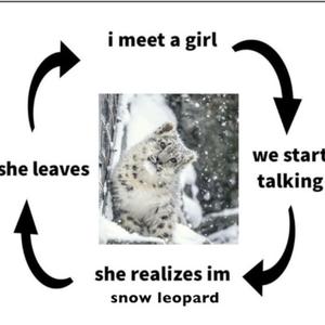 snow leopard