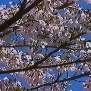 死