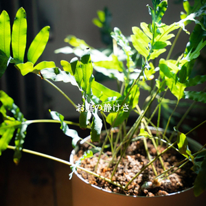 Atmospheric Relaxed Brunch