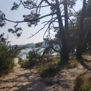 Cantaremos (Acoustic Version)