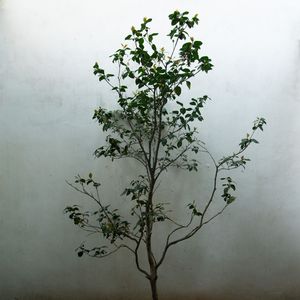 我会爱你一整个冬季