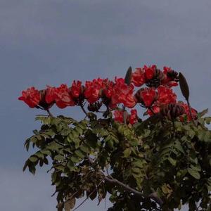 初礼来了（cover.虞书欣）（翻自 虞书欣）