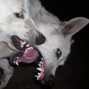 玫瑰少年 (钢琴曲伴奏)（翻自 一轩昂）