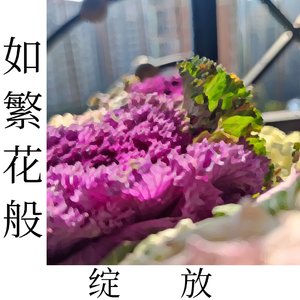 繁花、夏
