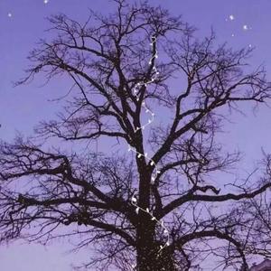 萱花草（cover张小斐）