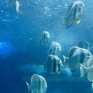 小师妹（翻唱）