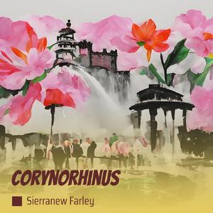 Corynorhinus (Acoustic)