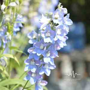 轻松胎教 (舒缓曲)