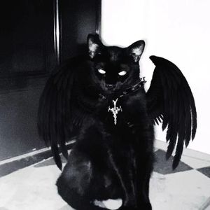 《Black Cat》#节奏玩家-采样4