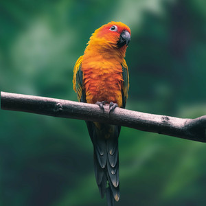 Parrot