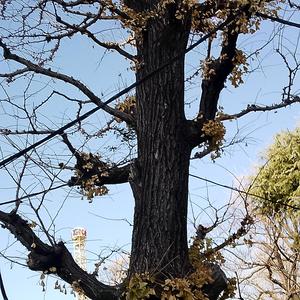 Echoes of An Aching Heart