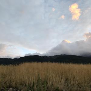 《候鸟》词曲唱赵鑫