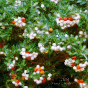 Diamond Bush