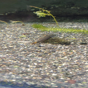 タコの唐揚げが動き出した