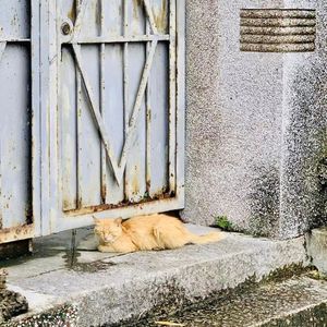 猫的烦恼是思念