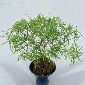 《复古迪斯科点燃美妆时尚风暴》040