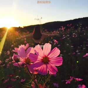 适合静止庄严的音乐