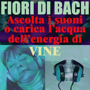 Vine