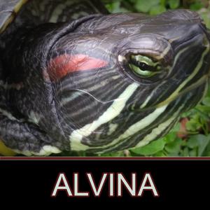 ALVINA
