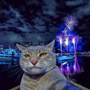 Happy New Year X Tết Đông Đầy