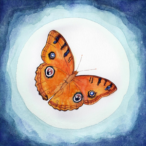 Mariposa de 56 Kilómetros