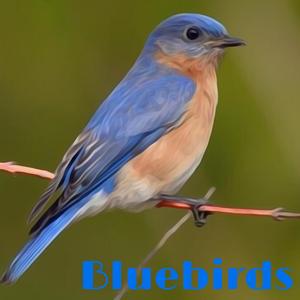 Bluebirds