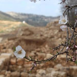 עָלַץ לִבִּי בַּהשם