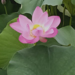 荷开花红别样美