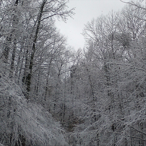 Snowstorm