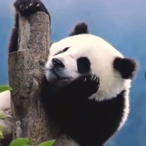 声似秋雨-整曲 伴奏